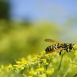 jak-chronic-jablka-osy