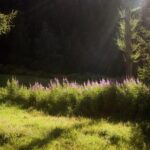 jakie-kwiaty-rosna-w-cieniu